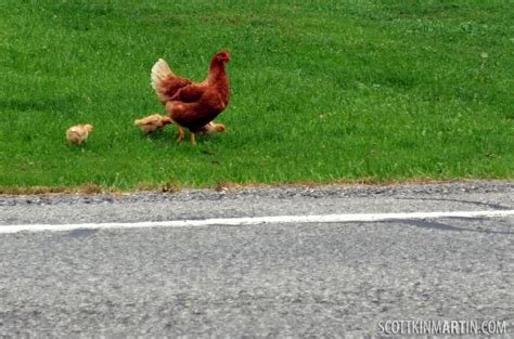 Image: Een Glimpse achter de Schermen van het Populaire Gokspel De Chicken Road